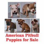 American Pitbull Puppies for Sale